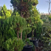 گیاه سرو لاوسون