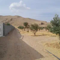 فروش-باغ-شهری-زیتون-15-ساله