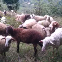 فروش یکجا ماده گوسفند|حیوانات مزرعه|اطاقور, |دیوار