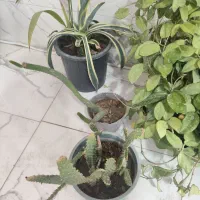 گل خانگی زیبا|گل و گیاه طبیعی|نوشین شهر, |دیوار