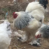 جوجه برهما لایت رومانی