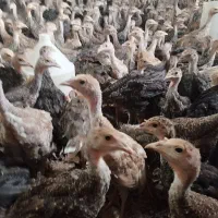 فروش جوجه بوقلمون برنزه
