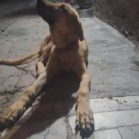 سگ پژدر|سگ|قروه, |دیوار