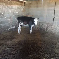 تلیسه گاو آبستن گوساله نر وماده|حیوانات مزرعه|تربت جام, میان جام|دیوار