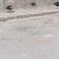 بوقله|حیوانات مزرعه|دهدشت, |دیوار