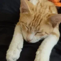 واگذاری گربه نارنجی