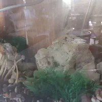 اکواریوم