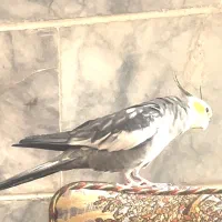 عروس هلندی گم شده