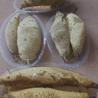 عسل طبیعی روی چوب وشیره عسل