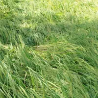 فروش-زمین-برنج
