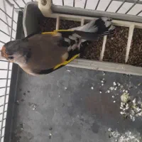 سهره ماده سیاه سر|پرنده|پردیس, فاز ۹|دیوار