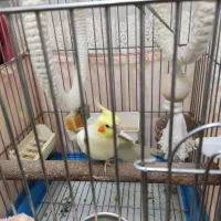 دو عدد نر عروس هلندی|پرنده|تهران, ستارخان|دیوار