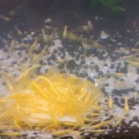 میگو آکواریوم|ماهی|کرمانشاه, |دیوار