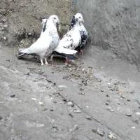 کبوتر. دمبی|پرنده|شیراز, تاچارا|دیوار