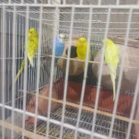 سلام دو جفت مرغ عشق  کار داده فروشی