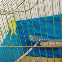 مرغ عشق|پرنده|شاهین‌شهر, شهرک گلدیس|دیوار