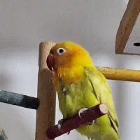 طوطی برزیلی زرد آماده جفت گیری