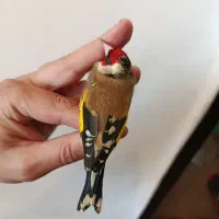 سهره|پرنده|سیرجان, |دیوار