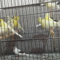 جوجه قناری رنگ روشن