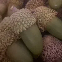 بلوط تزیینی