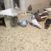 شامی دم سفید|پرنده|مشهد, رضاشهر|دیوار