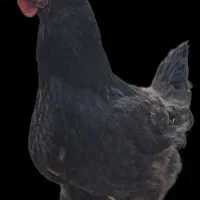 دو عدد خروس زیبا، هیکلی ومرغ جمع کن ویک مرغ بلک کپ|حیوانات مزرعه|فولادشهر, B1|دیوار