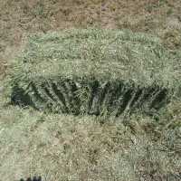 فروش یونجه