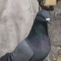 سبز پاکستان|پرنده|امیدیه, |دیوار