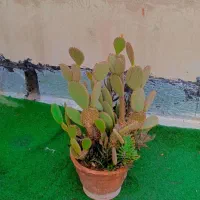 کاکتوس گل آپارتمانی اپونتیا تیغ ریز سن و سال دار|گل و گیاه طبیعی|تهران, مسعودیه|دیوار