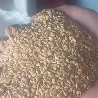 گندم پیشگام