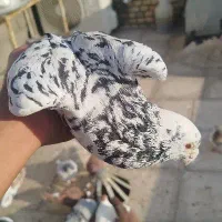 یه عدد سار نر