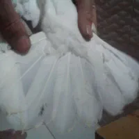 کبوتر طوقی|پرنده|اردبیل, |دیوار