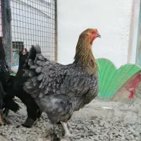 مرغ ونیمچه خروس وجوجه برهما|حیوانات مزرعه|قائم‌شهر, |دیوار