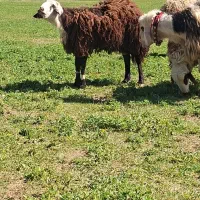 بره قوچ میش