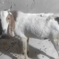 یک عدد پاچن و یک عدد تروشت