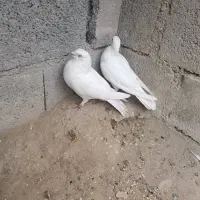 کبوتر بوشهری