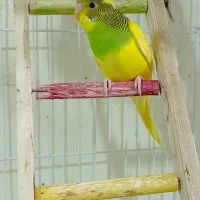سه تا مرغ عشق سه ماه سالم