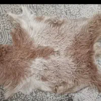 حراج در منزل|حراج|قم, نخودی|دیوار