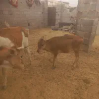 گاو وگوساله