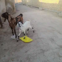 بز شادگان