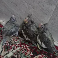 جوجه ی عروس هلندی سیامون.طوطی.پرنده