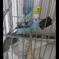 مرغ عشق جفت