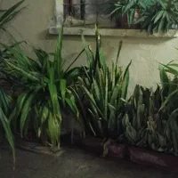 تعدادی گل طبیعی|گل و گیاه طبیعی|کنارک, |دیوار