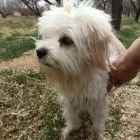 سگ شیتزو قیمت ۳ میلیون