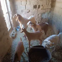 نری پاکسانی نژاد۳قلو با۴تانر بایه گیسه