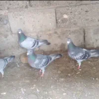 پلاکی|پرنده|ملکان, |دیوار