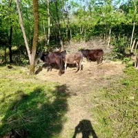 سه عدد گوساله دوساله