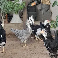 گلین لری|حیوانات مزرعه|زرقان, |دیوار