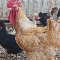خروس برهماولهستانی