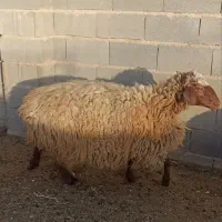 کاور فروشی چاق آماده کشت